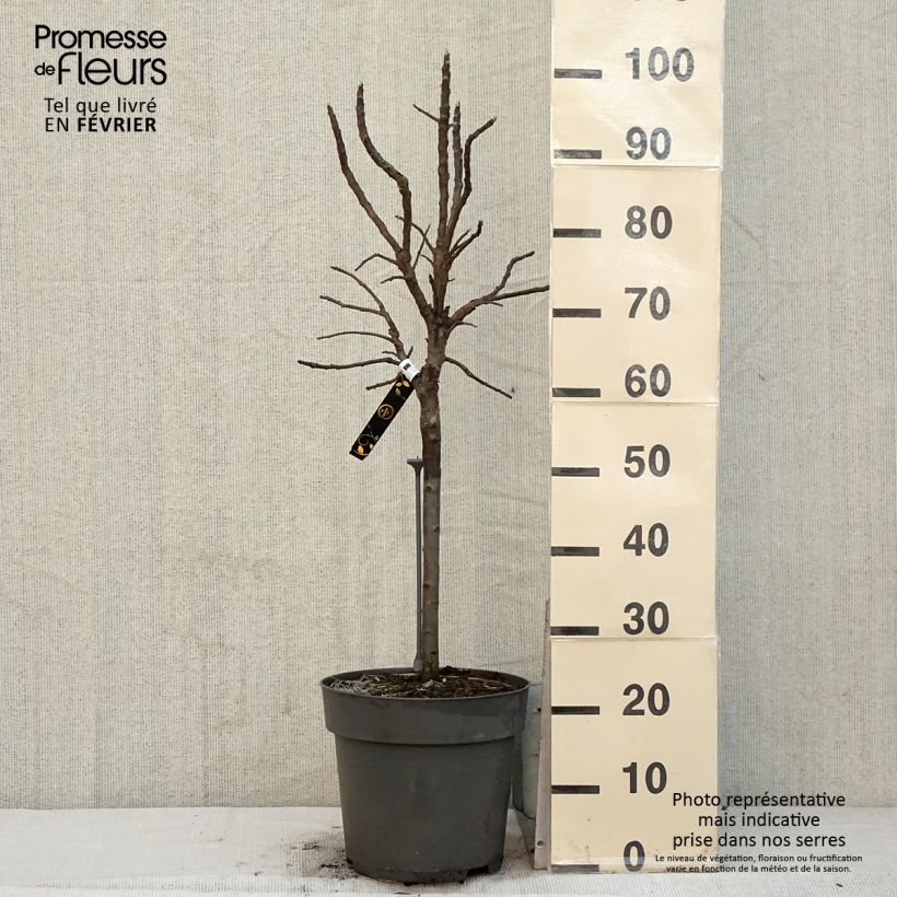 Spécimen de Pommier nain Delicado Pot de 7,5L/10L, Tige de 30 cm tel que livré en hiver