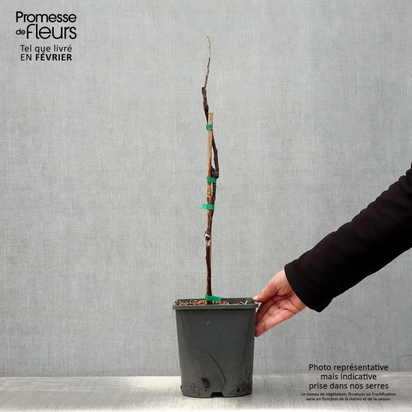 Spécimen de Pommier nain Fruit Me Apple Me Red Gala  Pot de 4L/5L, Nain tel que livré en hiver