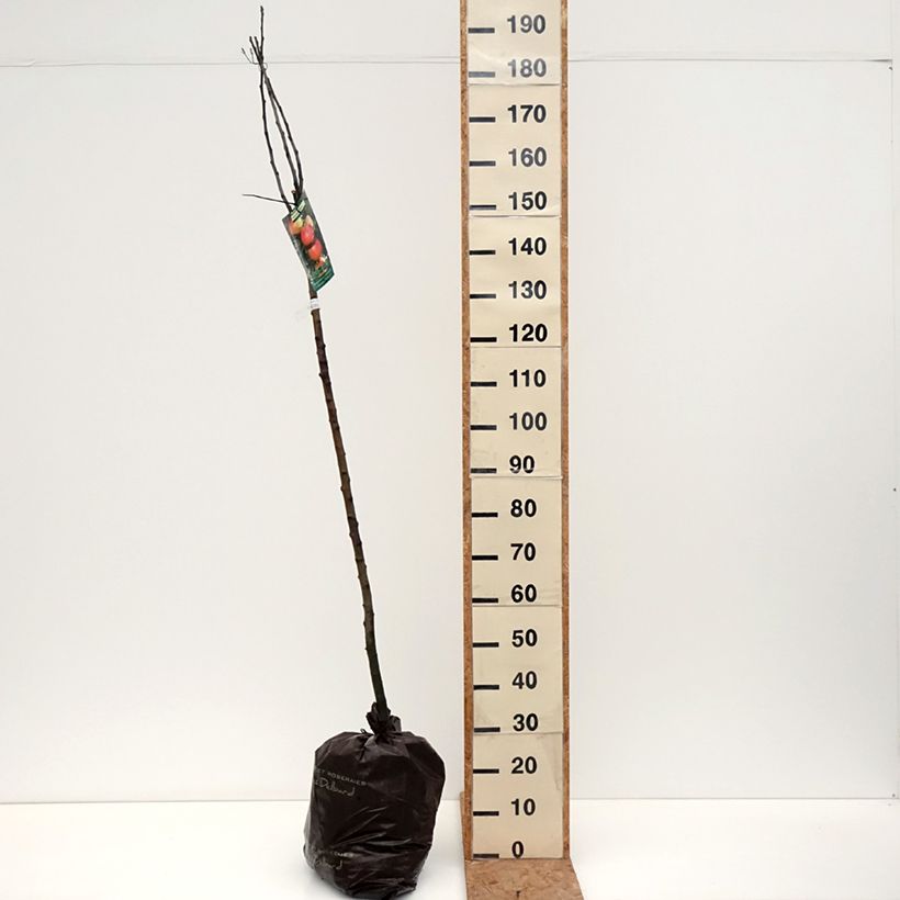 Spécimen de Pommier Rambour d'Hiver  Motte "Prêt-à-planter", Demi-Tige tel que livré en automne