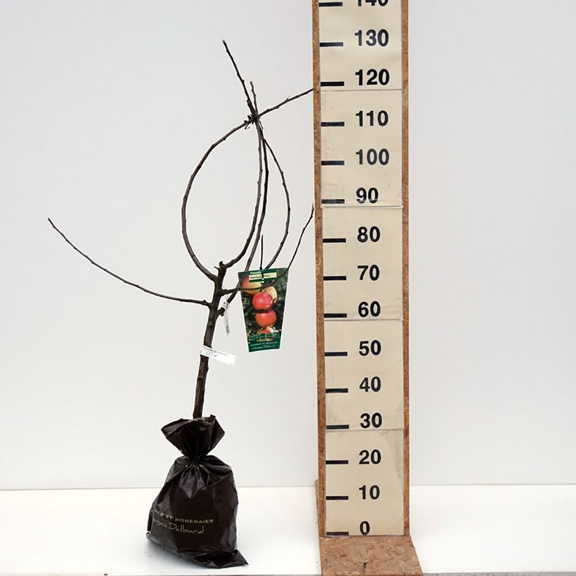 Spécimen de Pommier Rambour d'Hiver  Motte "Prêt-à-planter", Gobelet tel que livré en automne