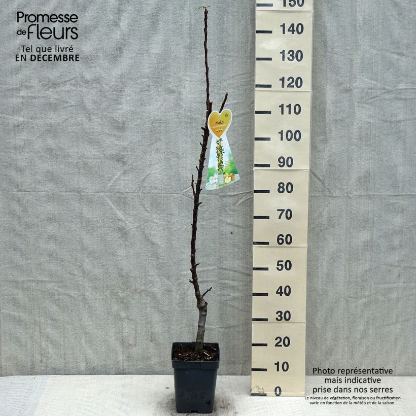 Spécimen de Pommier colonnaire Red Sensation Pot de 4L/5L, Colonnaire tel que livré en automne