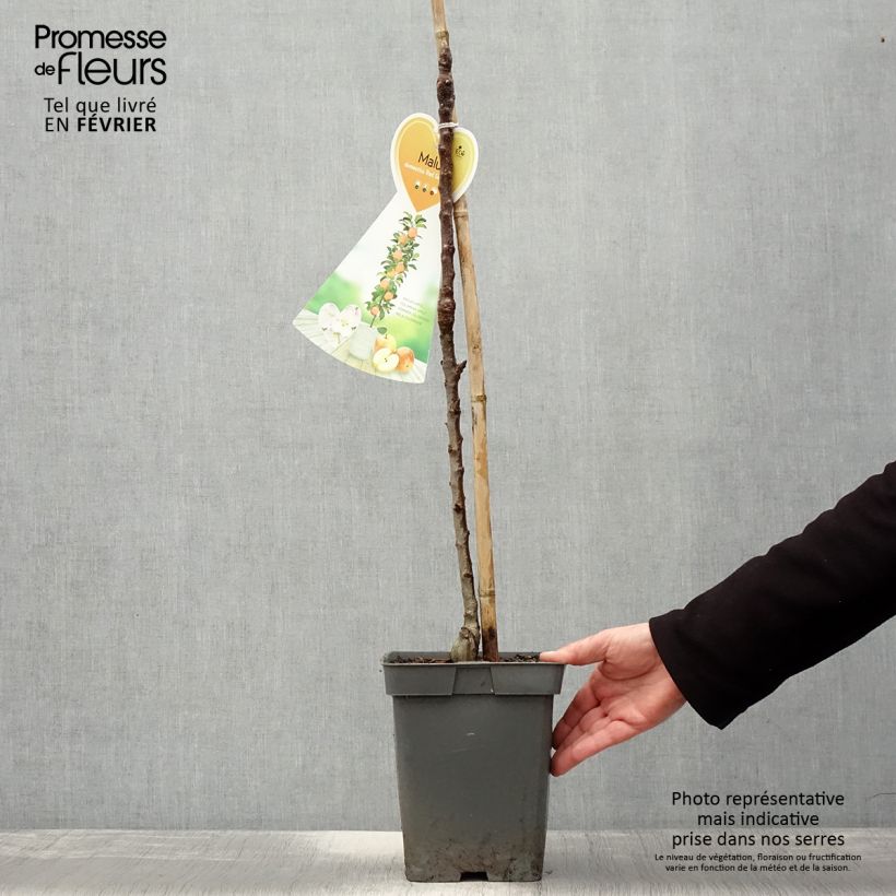 Spécimen de Pommier colonnaire Red Sensation Pot de 4L/5L, Colonnaire tel que livré en hiver