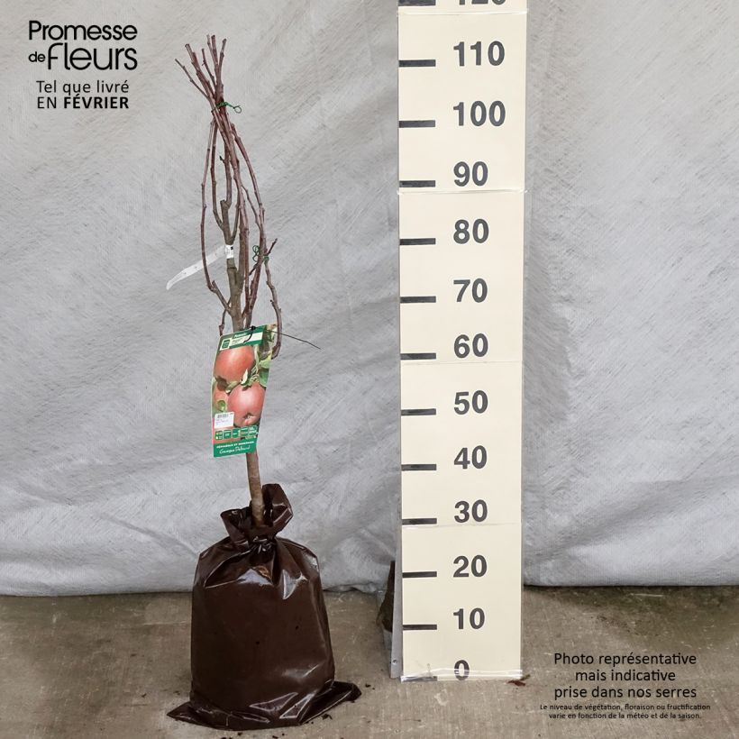 Spécimen de Pommier Regali - Georges Delbard Motte "Prêt-à-planter", Gobelet tel que livré en hiver