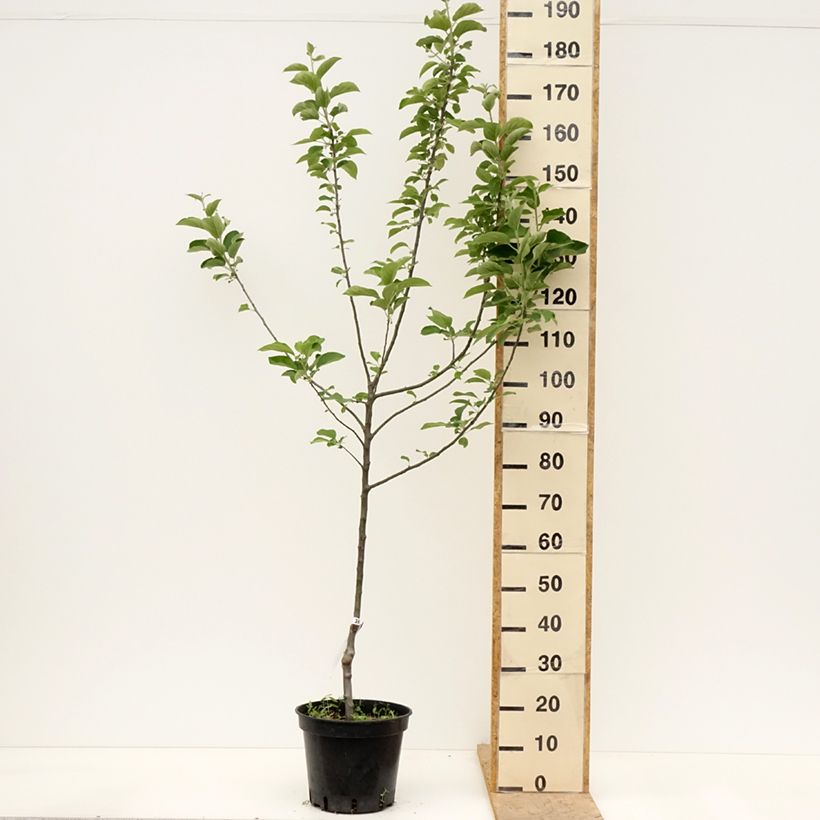 Spécimen de Pommier Reine des Reinettes Pot de 7,5L/10L, Gobelet tel que livré au printemps