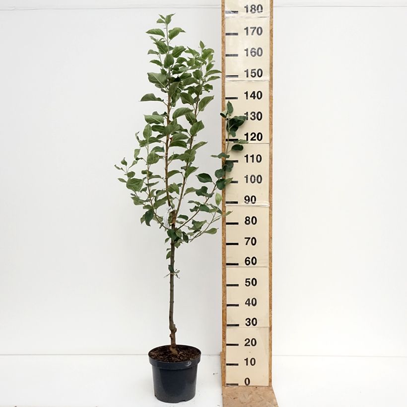 Spécimen de Pommier Reine des Reinettes Pot de 7,5L/10L, Gobelet tel que livré en été