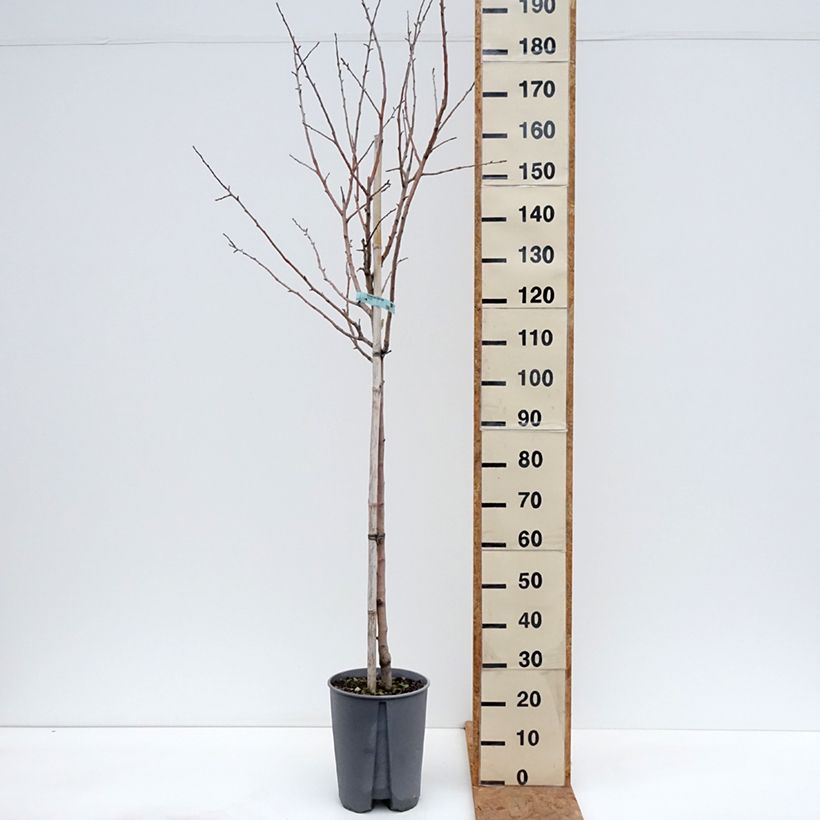 Spécimen de Pommier Reinette Blanche du Canada Pot de 7,5L/10L, Demi-Tige tel que livré en automne