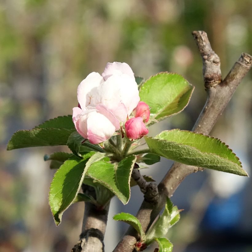 Pommier Reinette Blanche du Canada (Floraison)
