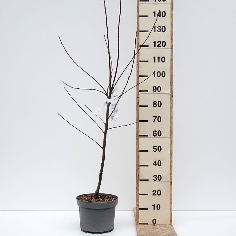 Spécimen de Pommier Reinette Clochard Pot de 7,5L/10L, Gobelet tel que livré en hiver