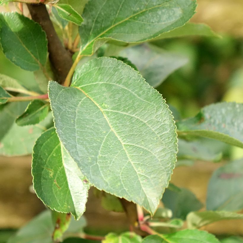 Pommier Reinette Clochard (Feuillage)