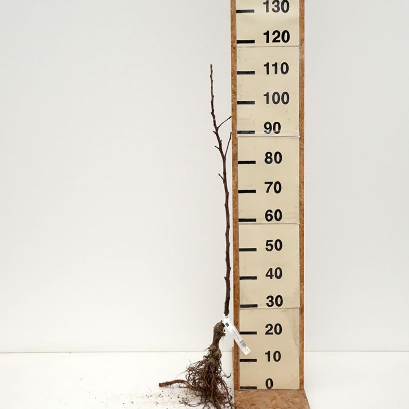 Spécimen de Pommier Reinette de Brive Bio Racines nues, Scion tel que livré en hiver