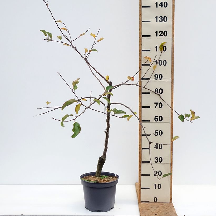 Spécimen de Pommier Reinette du Mans Pot de 7,5L/10L, Gobelet tel que livré en automne