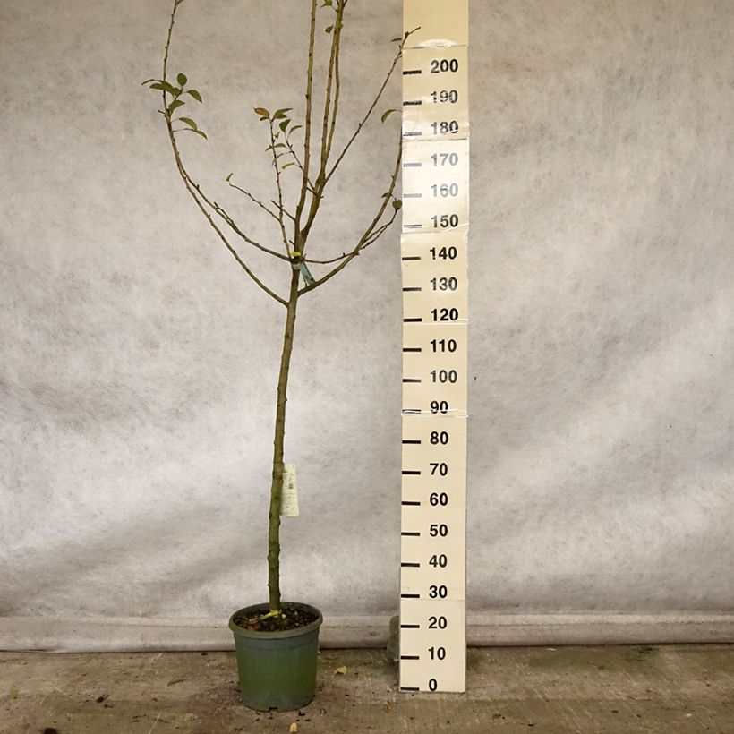 Spécimen de Pommier Reinette grise du Canada Pot de 7,5L/10L, Demi-Tige tel que livré en automne