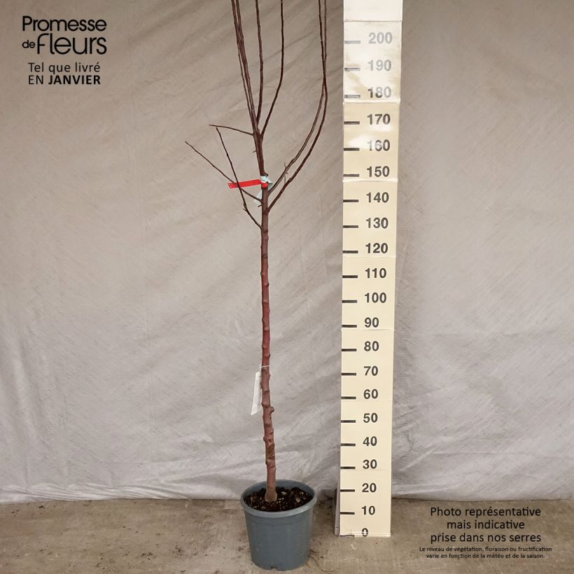 Spécimen de Pommier Reinette grise du Canada Pot de 7,5L/10L, Demi-Tige tel que livré en hiver