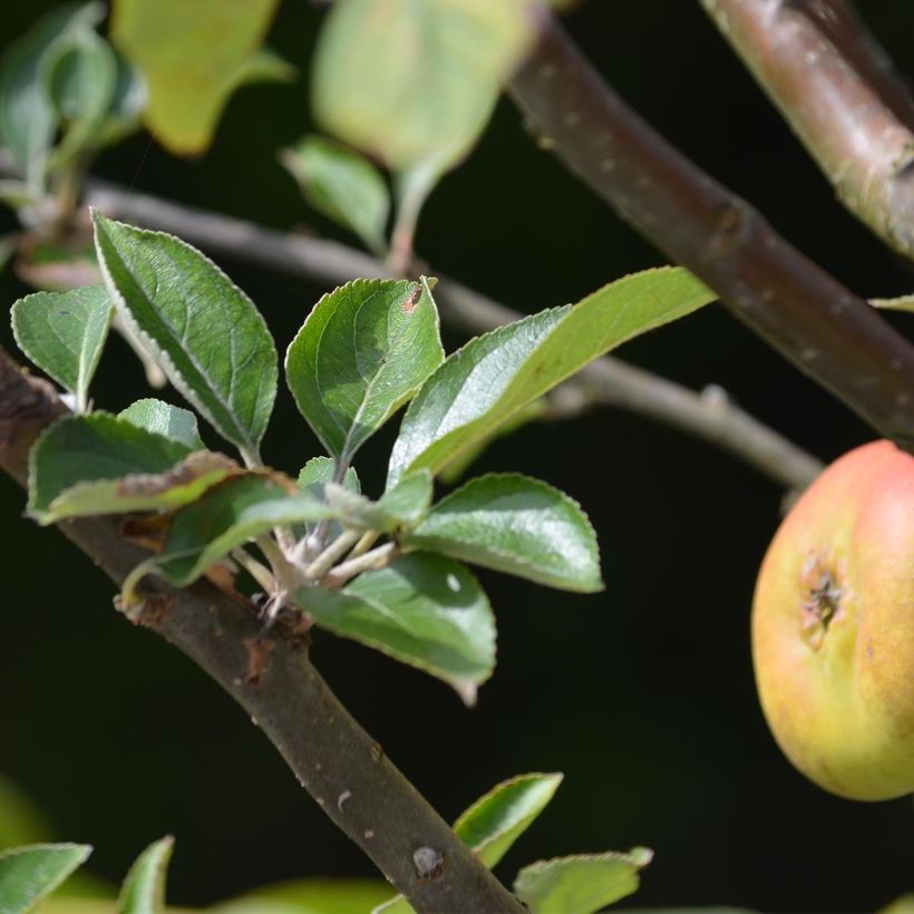 Pommier Reinette grise du Canada (Feuillage)