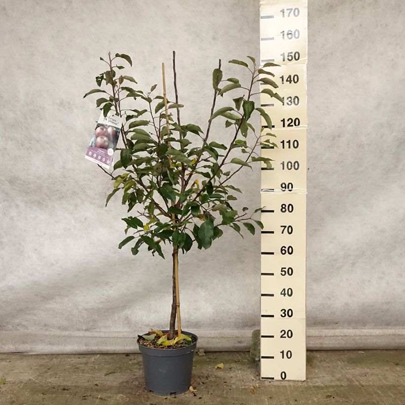 Spécimen de Pommier Royal Gala Pot de 7,5L/10L, Gobelet tel que livré en automne