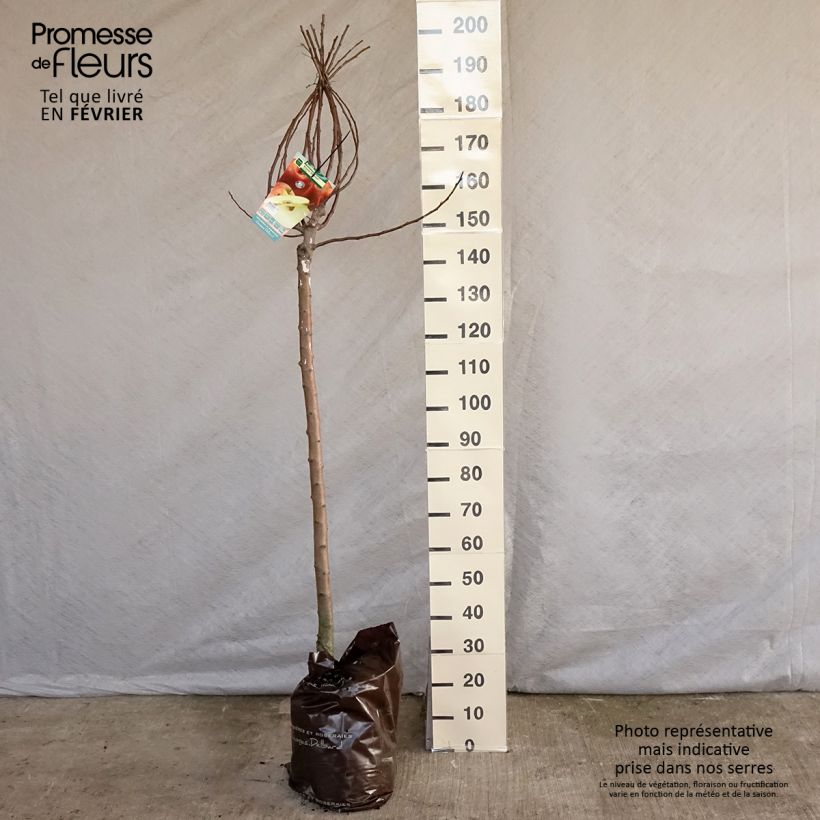 Spécimen de Pommier Royale Delbard - Delbardivine - Georges Delbard Motte "Prêt-à-planter", Demi-Tige tel que livré en hiver