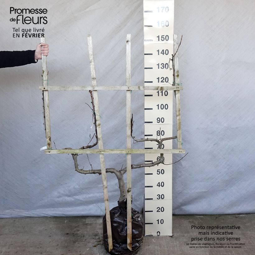 Spécimen de Pommier Royale Delbard - Delbardivine - Georges Delbard Motte "Prêt-à-planter", Palmette double U tel que livré en hiver