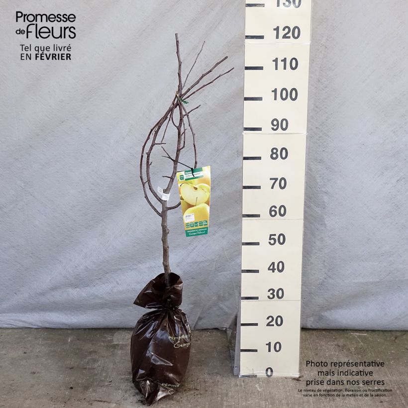 Spécimen de Pommier Tentation - Georges Delbard Motte "Prêt-à-planter", Gobelet tel que livré en hiver