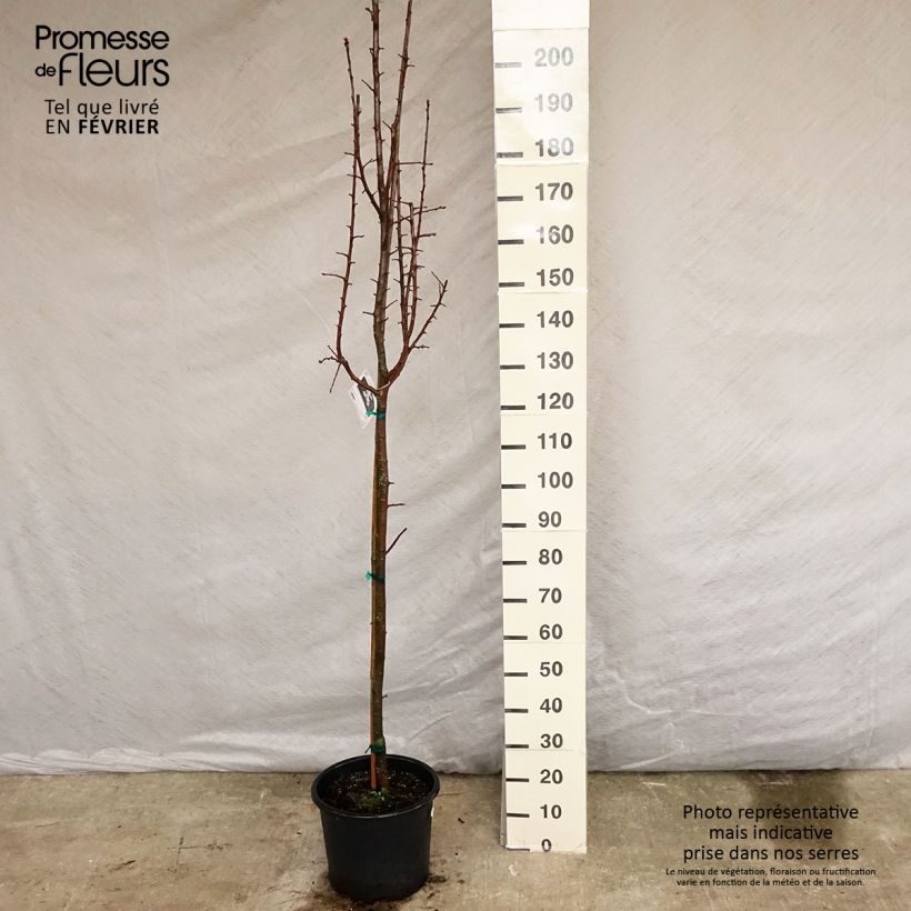 Spécimen de Pommier trilobé - Malus trilobata Pot de 12L/15L, Baliveau tel que livré en hiver