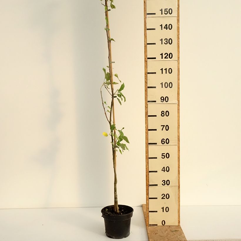 Spécimen de Pommier Złotka Kwidzyńska Pot de 4L/5L, Gobelet tel que livré en été