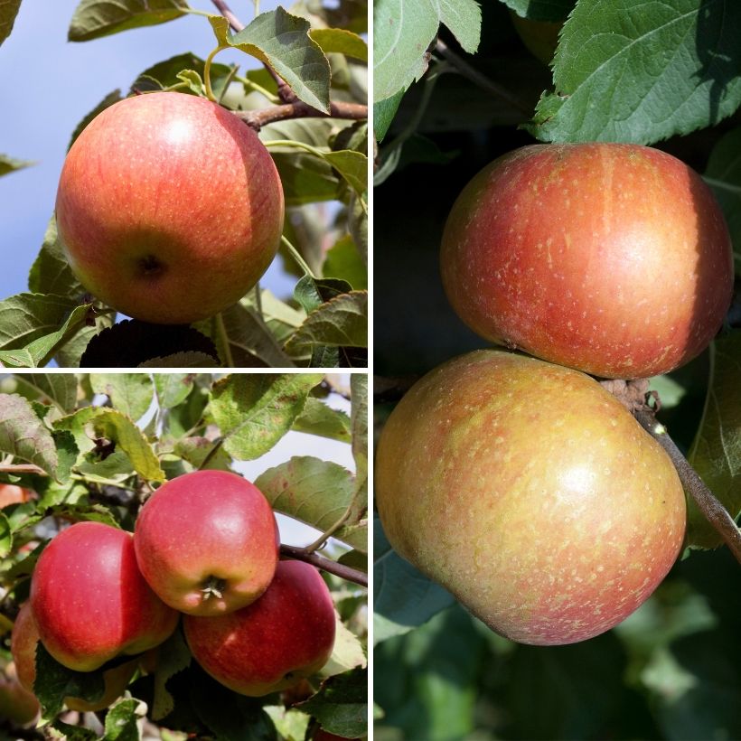 Pommier Trio Elstar - Jonagold - Roter Boskoop (Récolte)