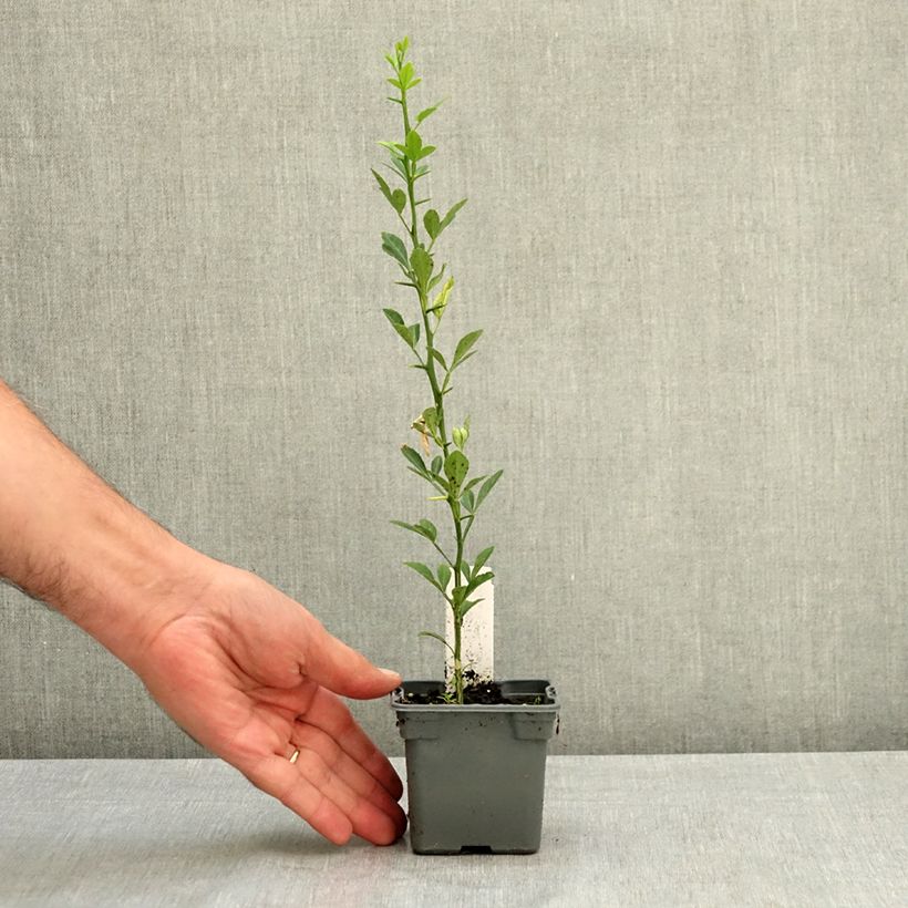 Spécimen de Poncirus trifoliata - Citronnier épineux Godet de 8/9 cm tel que livré en été