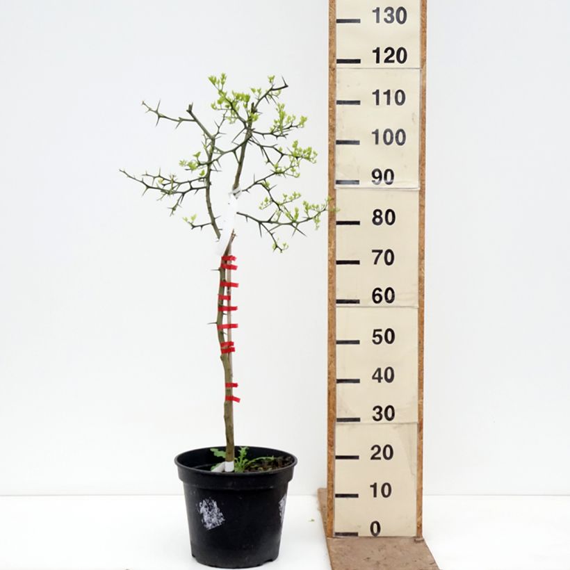 Spécimen de Poncirus trifoliata - Citronnier épineux Pot de 7,5L/10L tel que livré au printemps