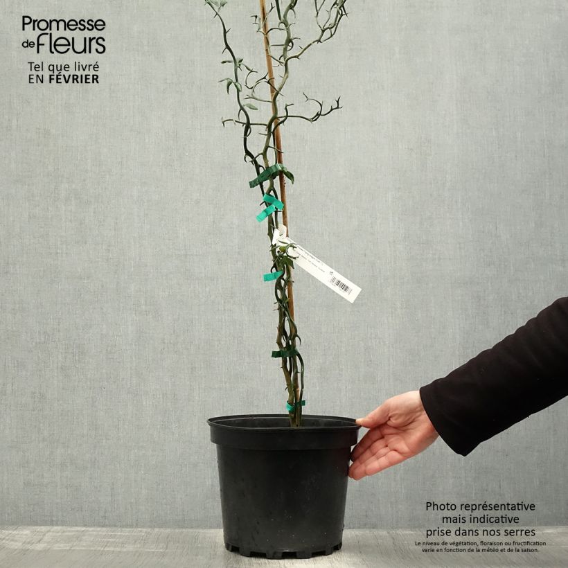 Spécimen de Poncirus trifoliata Flying Dragon - Citronnier tortueux Pot de 2L/3L tel que livré en hiver