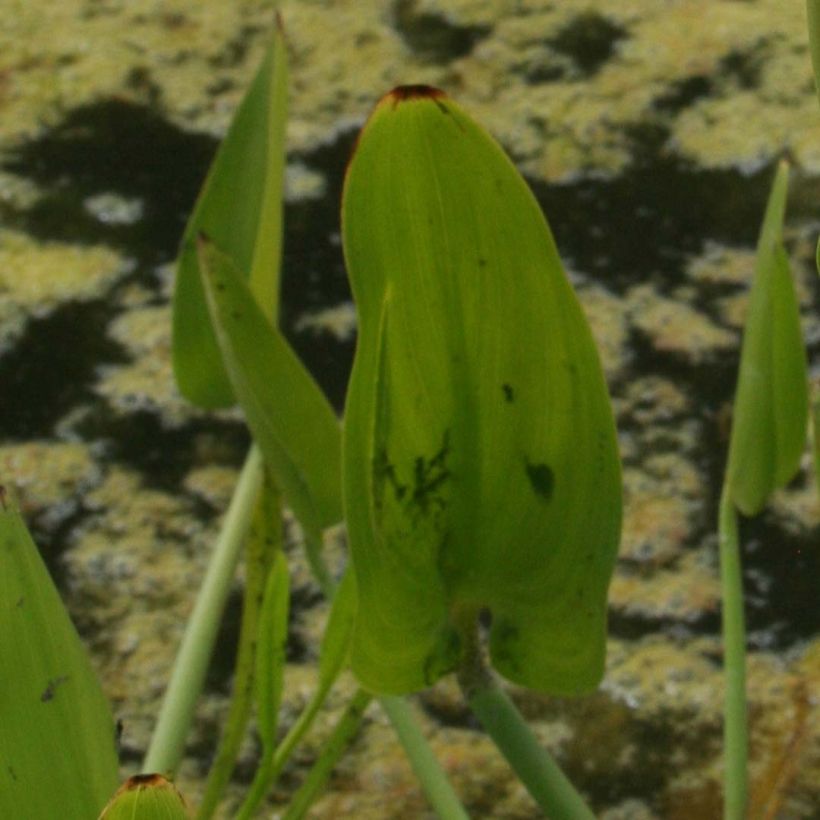 Pontederia cordata White Pike - Pontédérie à feuilles en coeur (Feuillage)