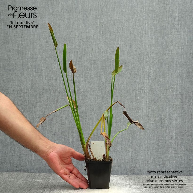 Spécimen de Pontederia lanceolata - Pontédérie à feuilles lancéolées Godet de 8/9 cm tel que livré en automne