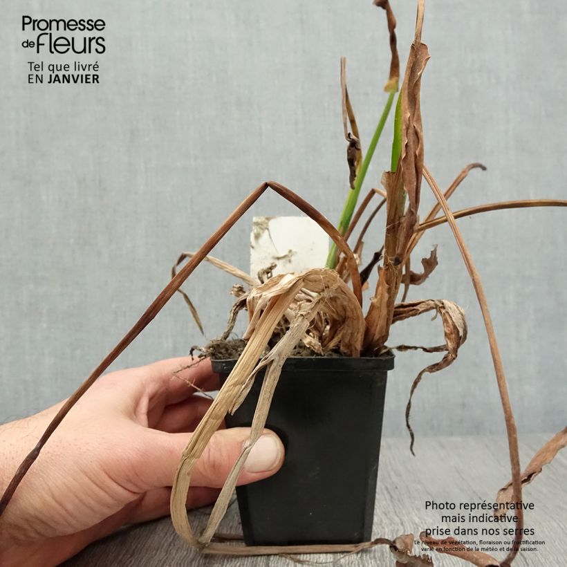 Spécimen de Pontederia lanceolata - Pontédérie à feuilles lancéolées Godet de 8/9 cm tel que livré en hiver