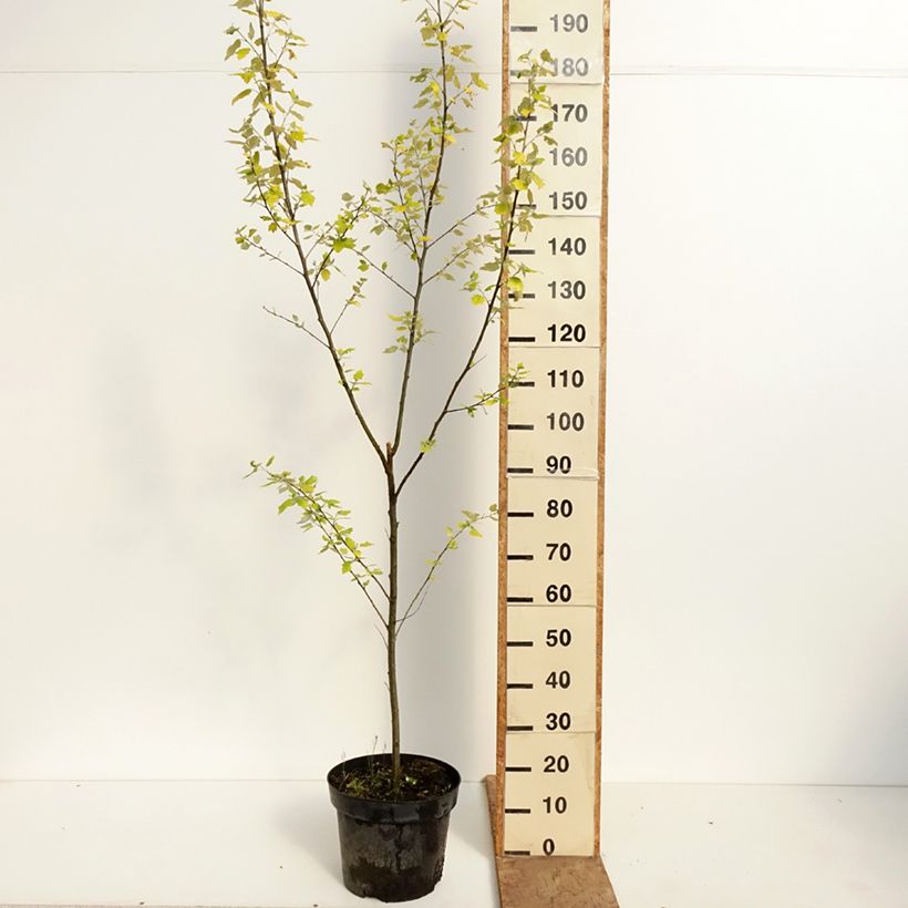 Spécimen de Populus alba Richardii - Peuplier blanc Pot de 4L/5L tel que livré au printemps