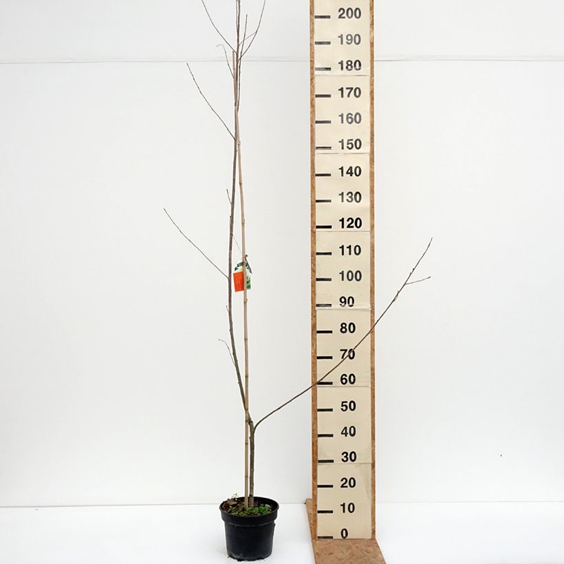Spécimen de Populus x canadensis Serotina Aurea - Peuplier euraméricain Pot de 4L/5L tel que livré en automne