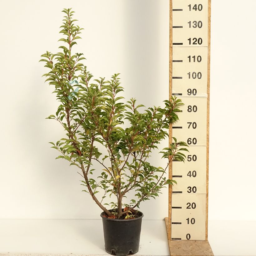 Spécimen de Populus x canadensis Serotina Aurea - Peuplier euraméricain Pot de 4L/5L tel que livré en été