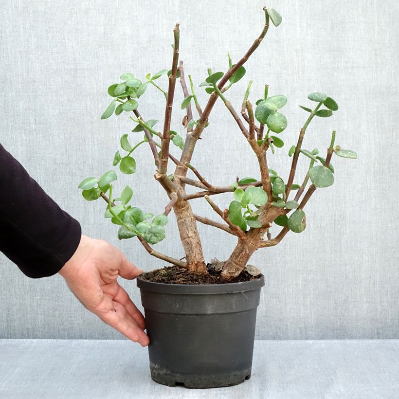 Spécimen de Portulacaria afra Macrophylla - Pourpier en arbre Pot de 3L/4L tel que livré en automne