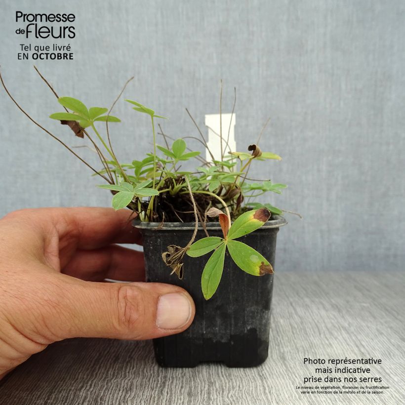 Spécimen de Potentilla alba - Potentille blanche Godet de 8/9 cm tel que livré en automne