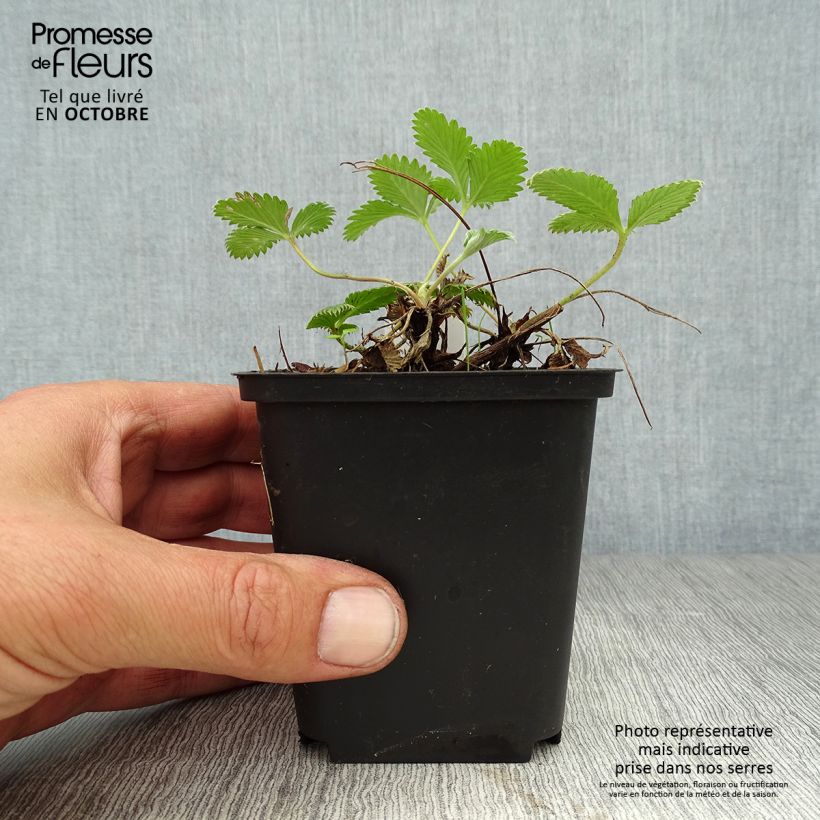 Spécimen de Potentilla Arc en Ciel - Potentille vivace Godet de 8/9 cm tel que livré en automne
