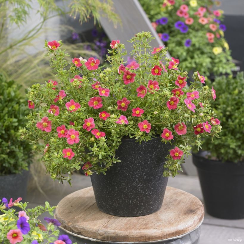 Potentilla fruticosa Danny Boy - Potentille arbustive à fleurs simples rose framboise (Port)