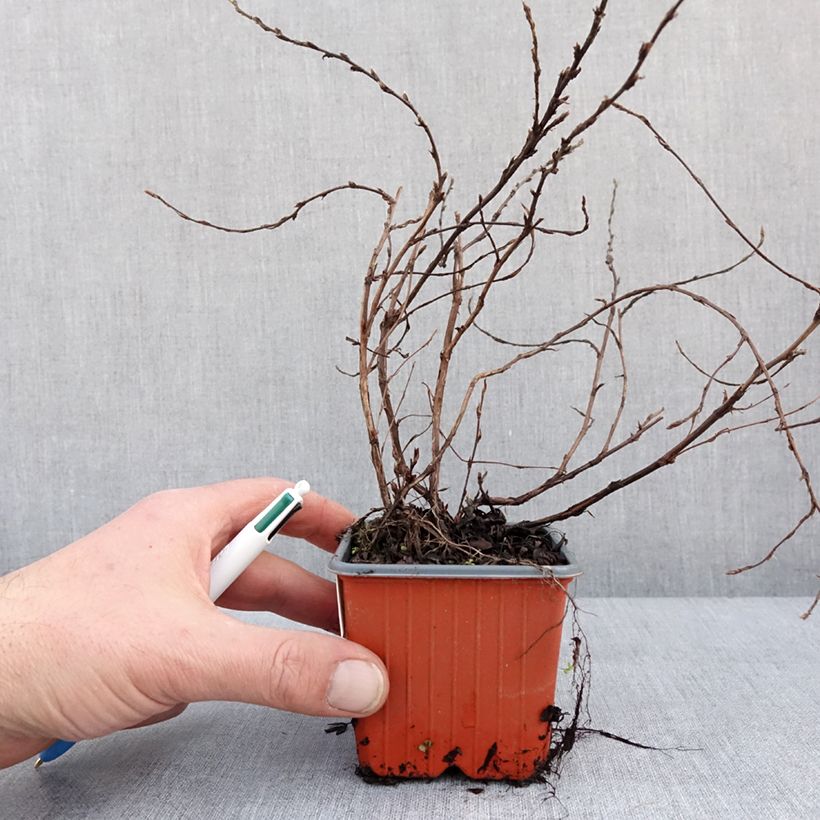 Spécimen de Potentilla fructicosa Glamour Girl - Potentille arbustive Godet de 8/9 cm tel que livré en hiver