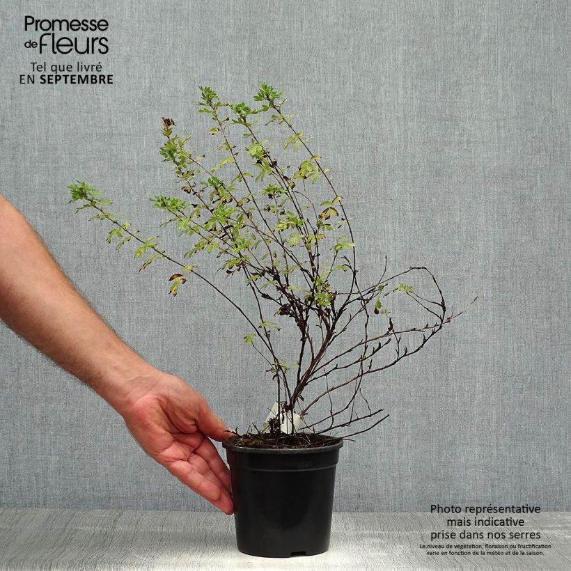 Spécimen de Potentilla fruticosa Abbotswood- Potentille arbustive Pot de 1L/1,5L tel que livré en automne