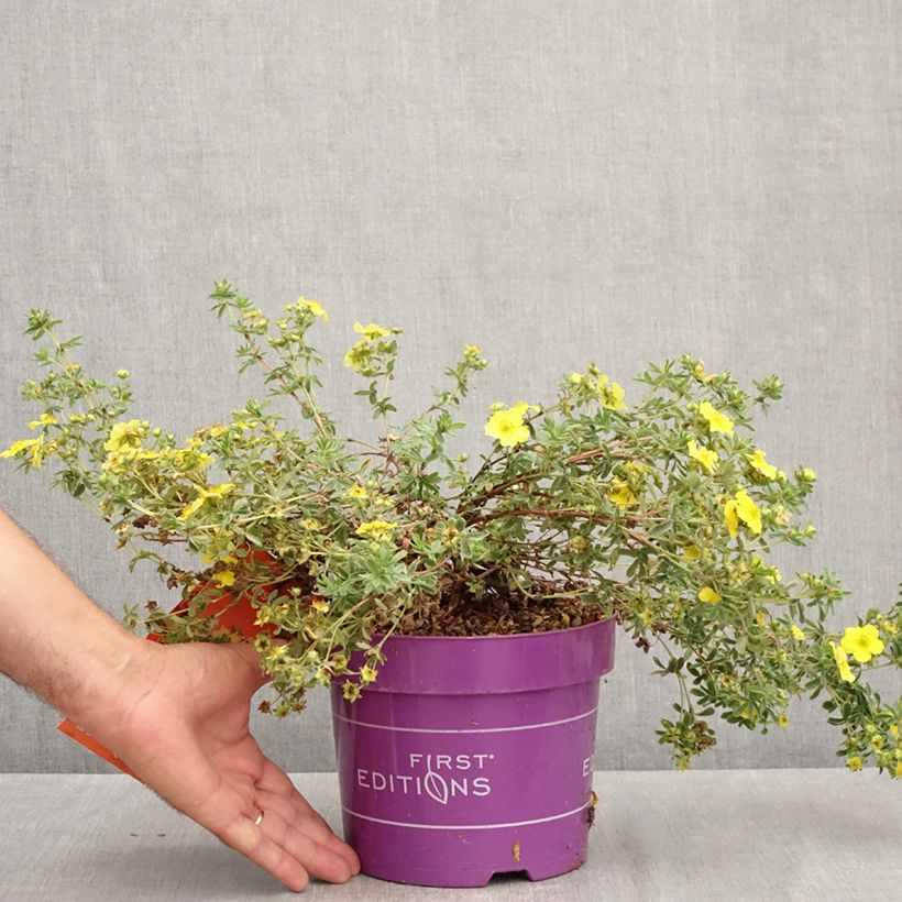 Spécimen de Potentilla fruticosa Citrus Tart- Potentille arbustive Pot de 2L/3L tel que livré en été
