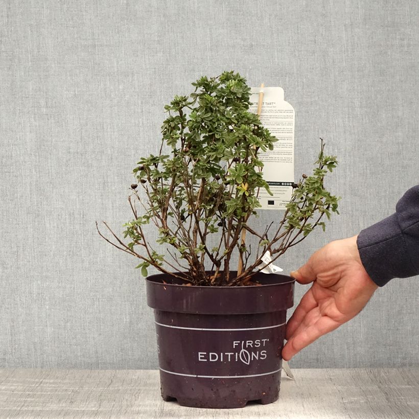 Exemplar von Fingerstrauch Citrus Tart - Potentilla fruticosa Topf mit 2L/3L wie im Frühjahr geliefert