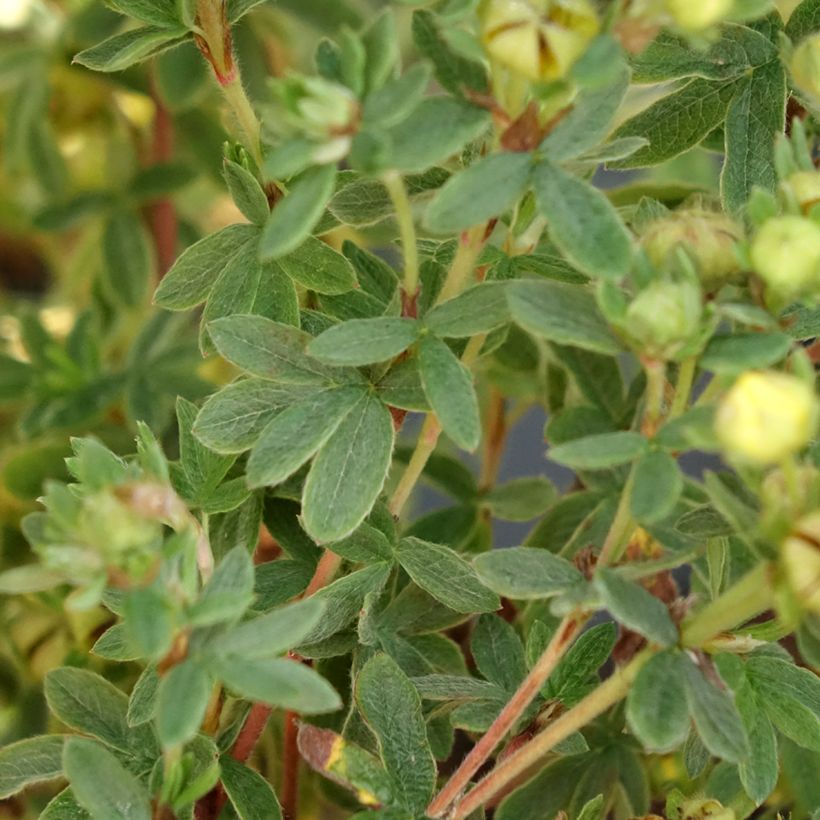 Potentilla fruticosa Citrus Tart- Potentille arbustive (Feuillage)