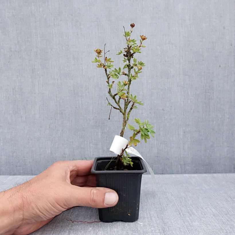 Spécimen de Potentilla fruticosa Creme brulée- Potentille arbustive Godet de 8/9 cm tel que livré en automne
