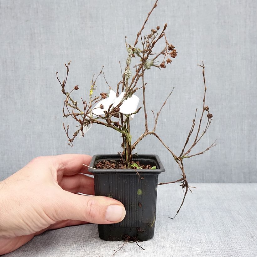 Spécimen de Potentilla fruticosa Creme brulée- Potentille arbustive Godet de 8/9 cm tel que livré en hiver