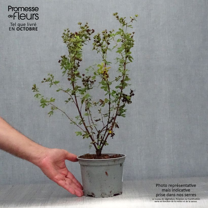 Spécimen de Potentilla fruticosa Creme brulée- Potentille arbustive Pot de 2L/3L tel que livré en automne