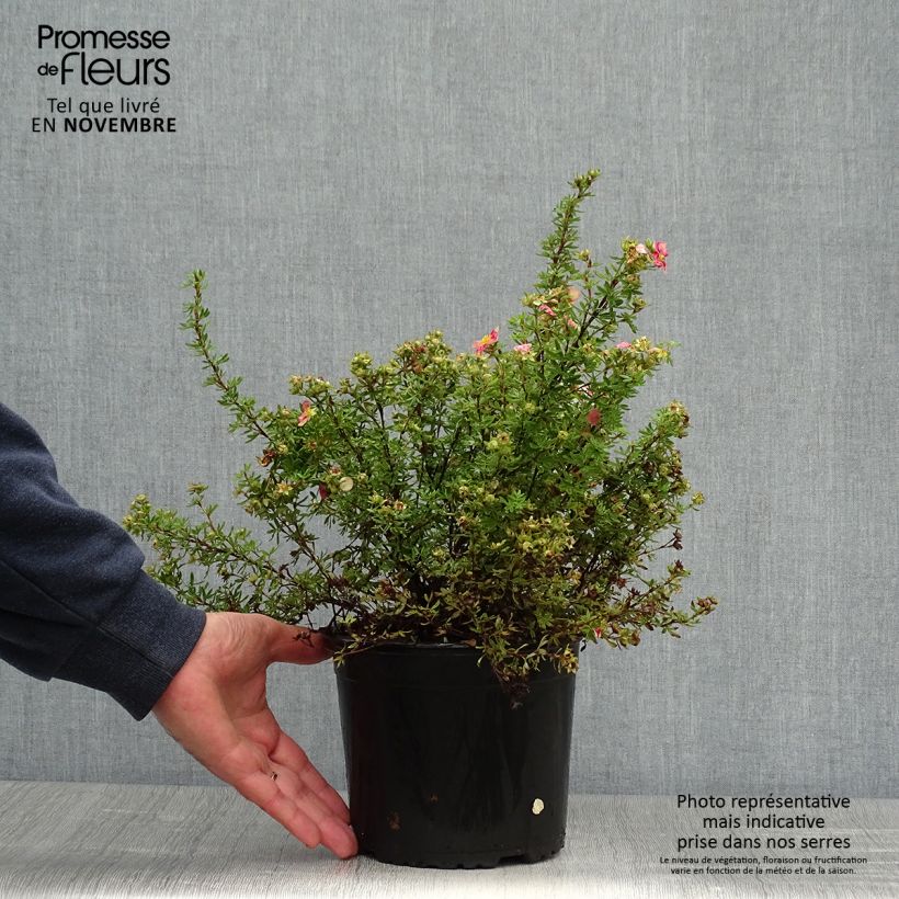 Spécimen de Potentilla fruticosa Danny Boy - Potentille arbustive à fleurs simples rose framboise Pot de 2L/3L tel que livré en automne