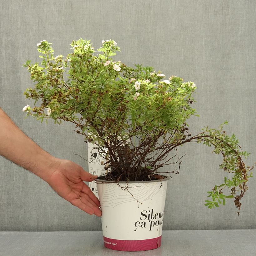 Spécimen de Potentilla fruticosa Double Punch Pink - Potentille arbustive Pot de 4L/5L tel que livré en été