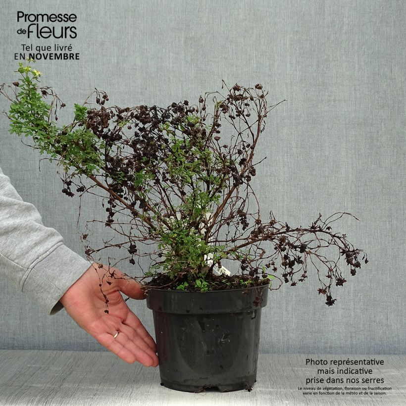 Spécimen de Potentilla fruticosa Limelight- Potentille arbustive Pot de 3L/4L tel que livré en automne