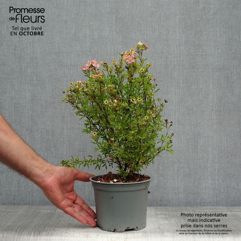 Spécimen de Potentilla fruticosa Lovely Pink- Potentille arbustive Pot de 1,5L/2L tel que livré en automne